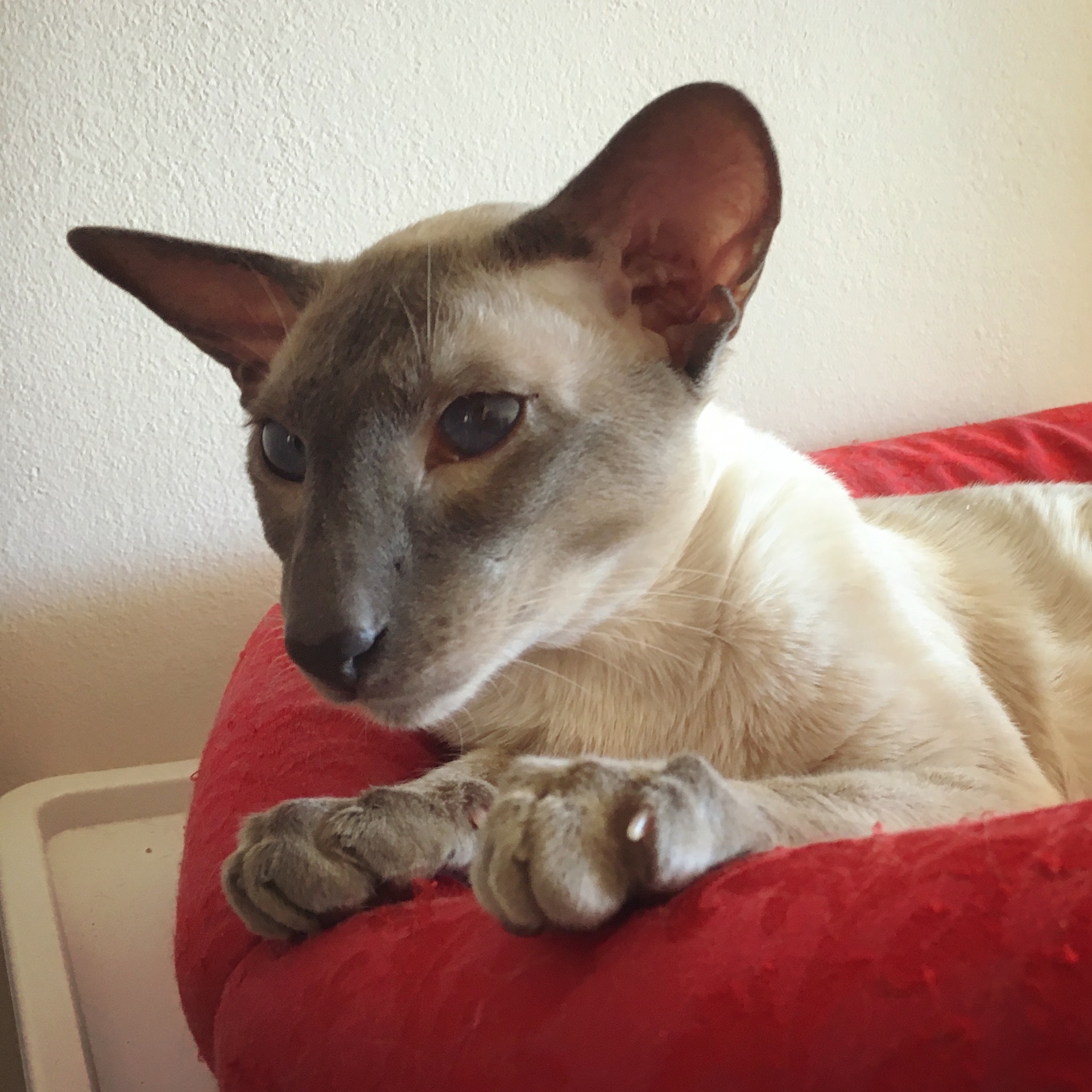 Sire: S*Tammee's Famous Ferruccio, SIA a