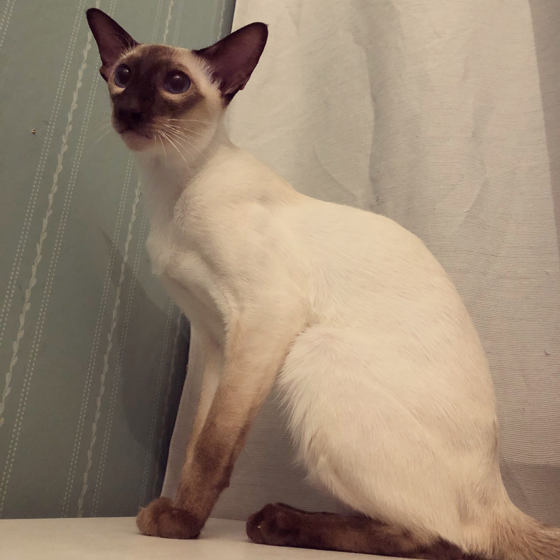 Sire: CFA GC Deraza Inside Job, SIA b
