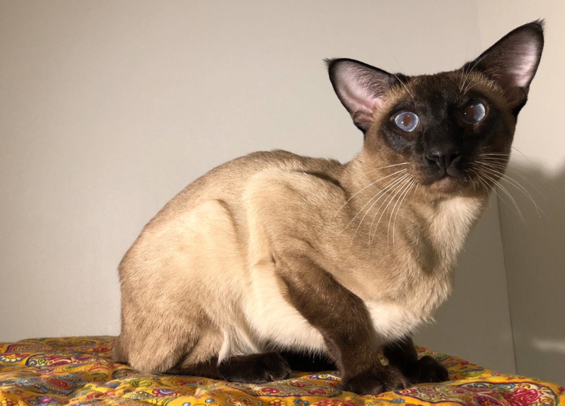 Sire: Darius Cappuccino, SIA n